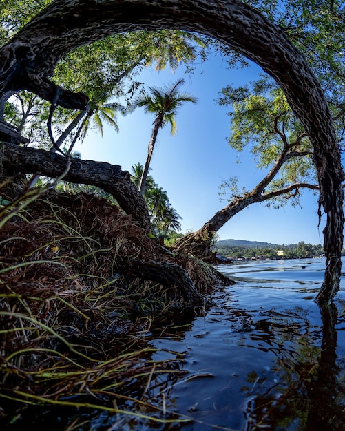 Landschaft von Bäumen im Wasser des Sees