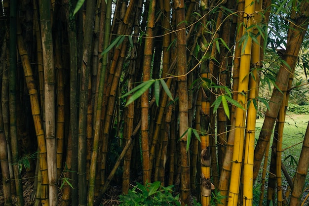 Landschaft von Bambusbäumen im tropischen Regenwald von Hawaii