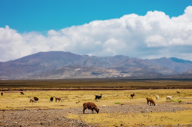 Landschaft von Bolivien Lamas weiden auf dem Feld