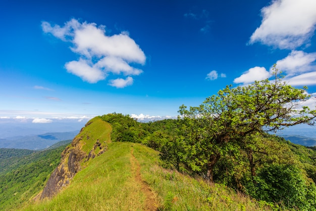 Landschaft von Doi Montag Chong, Chiangmai, Thailand.