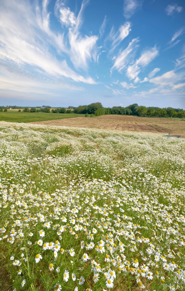 Foto landschaft von gänseblümchen auf einer üppigen wiese im sommer marguerite mehrjährige blühende pflanzen, die im frühling auf einer wiese wachsen schöne weiße blüten, die auf einem bauernhof in seiner natürlichen umgebung knospen