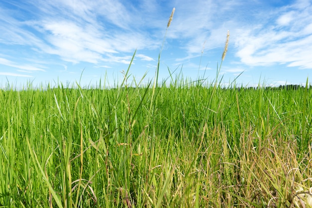 Landschaft von Gras und Himmel