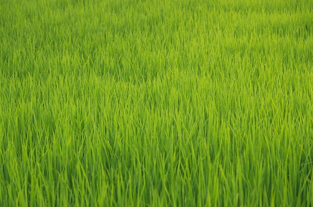 Foto landschaft von grünen kulturen und feldern landwirtschaft von landwirten mit aussaat von reisanlagen und feldern reisfeld mit sonnenuntergang und ackerland thailand landwirtschaft und landwirtschaft in asien