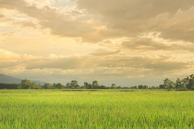 Foto landschaft von grünen kulturen und feldern reisfeld mit sonnenuntergang und ackerland in thailand