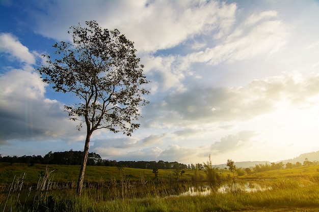 Landschaft von Grünland und Bäumen in Thung Salaeng Luang Nationalpark Phetchabun Provinz Thailand