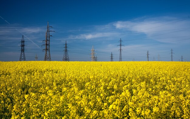 Landschaft von Hochspannungsmasten im Rapsfeld