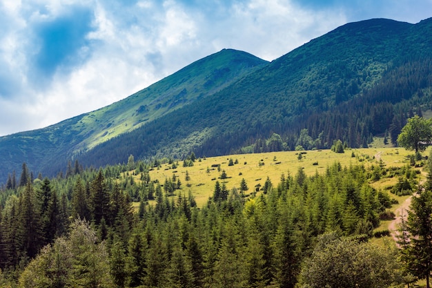 Landschaft von Karpatenbergen mit Tannenbäumen, grasartigem Tal und Himmel