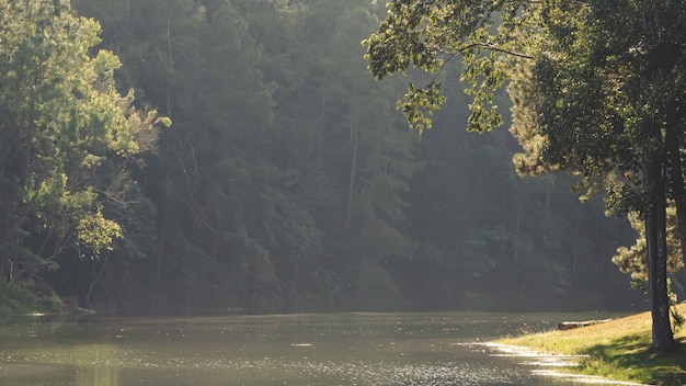 Landschaft von Kiefern nahe dem Reservoir