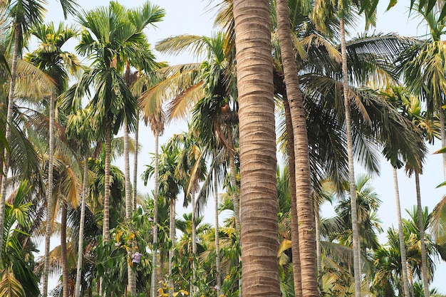 Landschaft von Kokospalmen am Strand morgens. Das Konzept von Urlaub, Erholung.