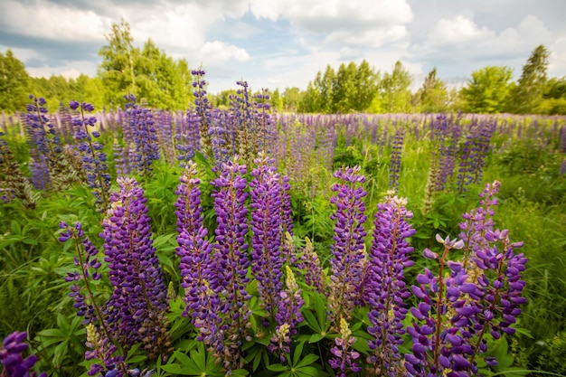 Landschaft von Lupinenblumen, die auf dem Lande blühen