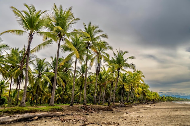 Landschaft von Palmen auf einem fishermen39s-Strand