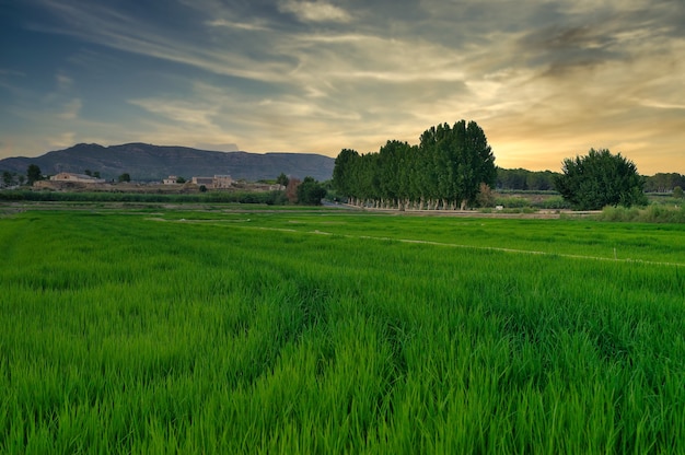 Landschaft von Reisfeldern in Calasparra Murcia