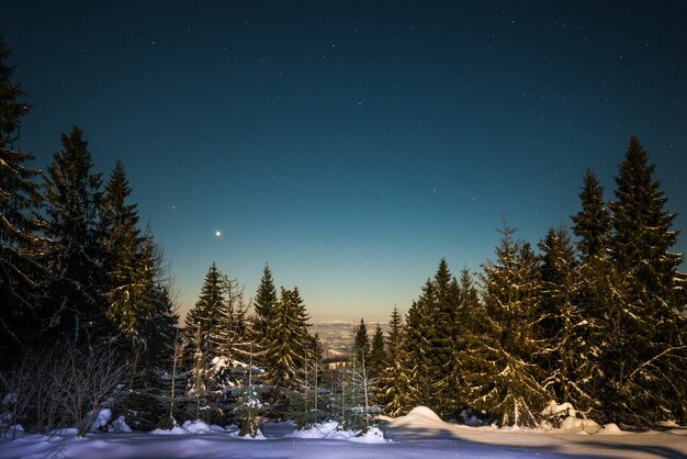 Landschaft von schneebedeckten hohen Tannen, die zwischen Schneeverwehungen am Sternenhimmel wachsen