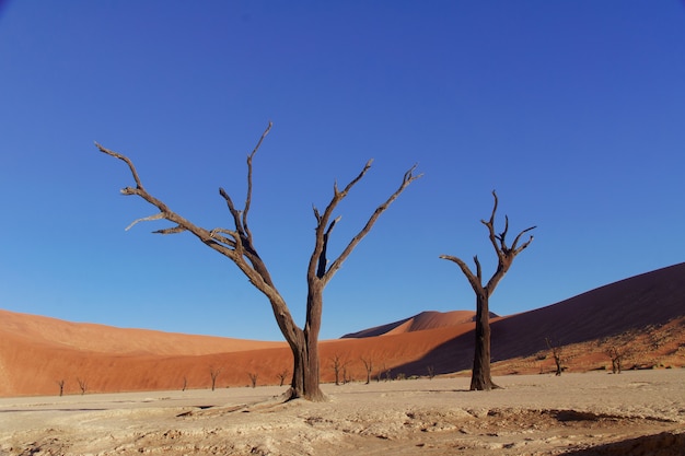 Landschaft von totem Vlei, Sossusvlei, Namibische Wüste, Namibia, Südafrika