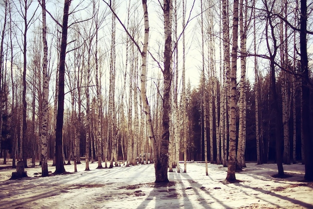 Landschaft Wald Öko März