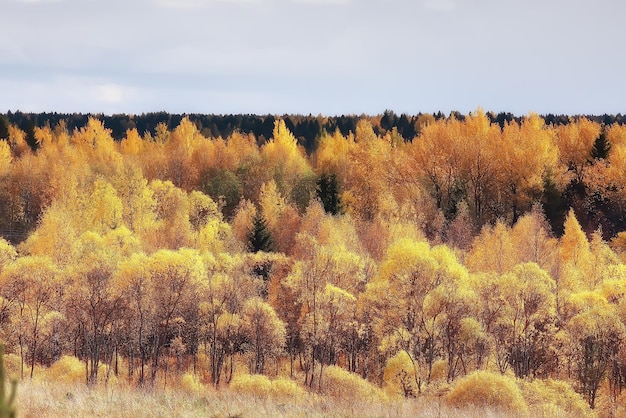 Landschaft Wald sonniger Herbsttag / gelbe Bäume in der Landschaft Altweibersommer Herbst Oktober
