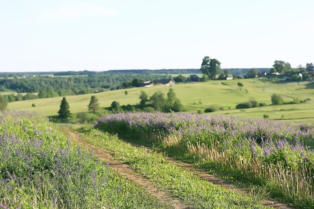 Landschaft Wildblumen / großes Feld und Himmel Landschaft im Dorf, lila Blumen Tierwelt