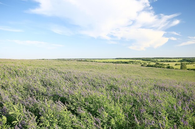 Landschaft Wildblumen / großes Feld und Himmel Landschaft im Dorf, lila Blumen Tierwelt