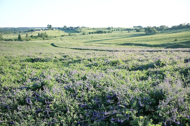 Landschaft Wildblumen / großes Feld und Himmel Landschaft im Dorf, lila Blumen Tierwelt