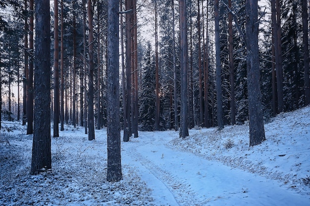 landschaft winterwald düster, saisonale landschaft schnee in der waldnatur