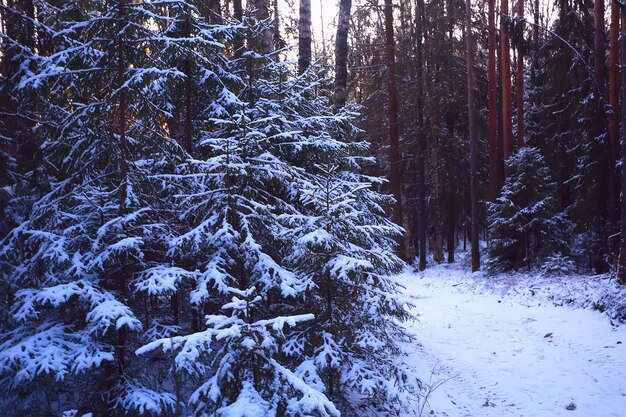 landschaft winterwald düster, saisonale landschaft schnee in der waldnatur