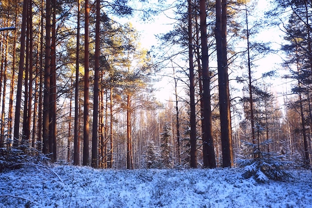 landschaft winterwald düster, saisonale landschaft schnee in der waldnatur