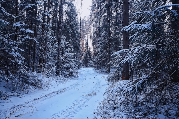 landschaft winterwald düster, saisonale landschaft schnee in der waldnatur