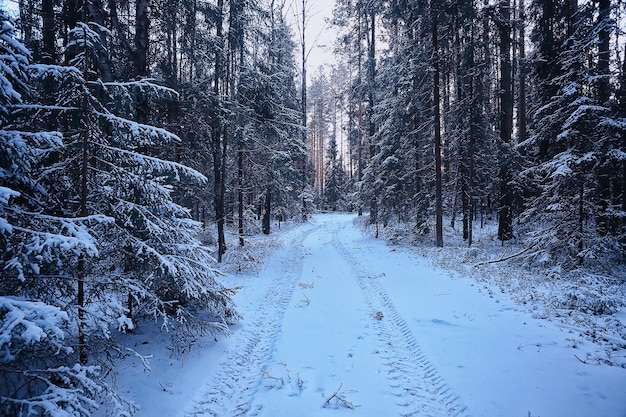 Landschaft Winterwald düster, saisonaler Landschaftsschnee in der Waldnatur