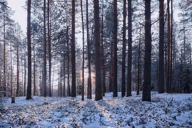 Landschaft Winterwald düster, saisonaler Landschaftsschnee in der Waldnatur