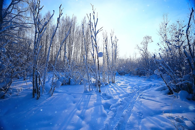 Landschaft Winterwald, saisonal schöne Aussicht im verschneiten Wald Dezember Natur