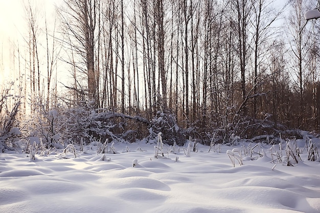 Landschaft Winterwald, saisonal schöne Aussicht im verschneiten Wald Dezember Natur