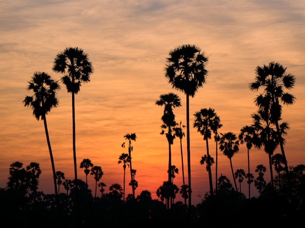 Landschaft Zucker Palme in Thailand