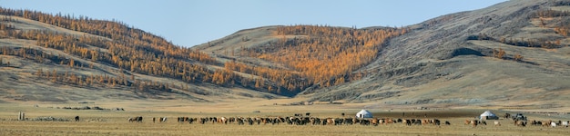 Landschaften der Mongolei Nomadenleben Jurten und weidendes Vieh panoramisch