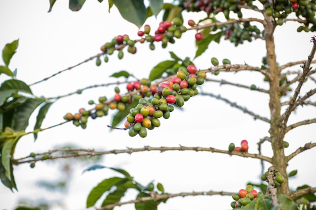 Landschaften Kaffee Rote Grüne Bohnen Beeren Blätter Pflanzen Vegetation Feld Wiesen Anwesen Landwirtschaft Landwirtschaft