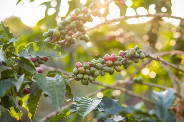 Landschaften Kaffee Rote Grüne Bohnen Beeren Blätter Pflanzen Vegetation Feld Wiesen Anwesen Landwirtschaft Landwirtschaft