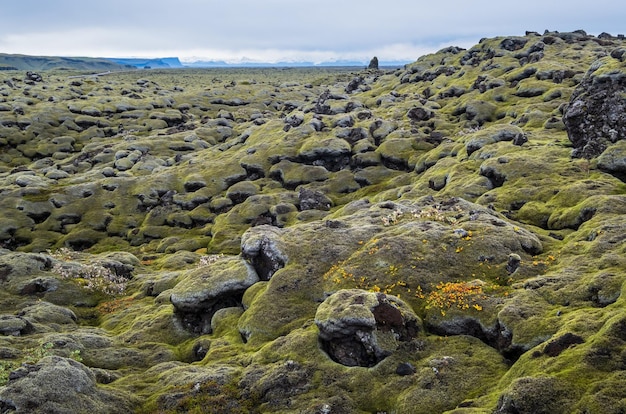 Landschaftlich reizvolle grüne Lavafelder im Herbst in der Nähe des Fjadrargljufur Canyon in Island Grünes Moos auf vulkanischen Lavasteinen Einzigartiges Lavafeldwachstum nach dem Ausbruch des Vulkans Laki