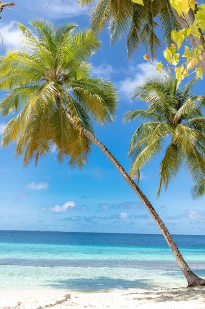 Landschaftliche Ansicht Kokospalmen am Strand Foto