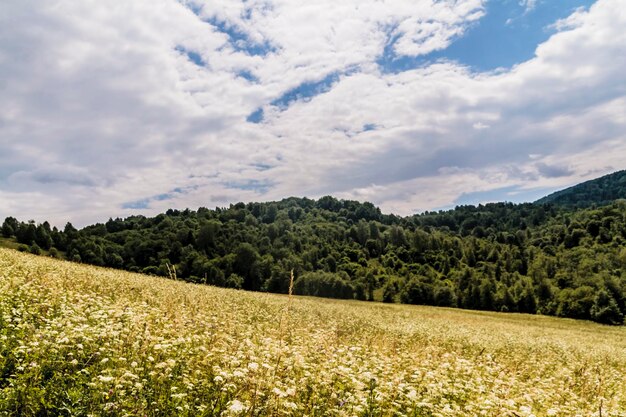 Foto landschaftliche aussicht auf bäume auf dem feld vor dem himmel