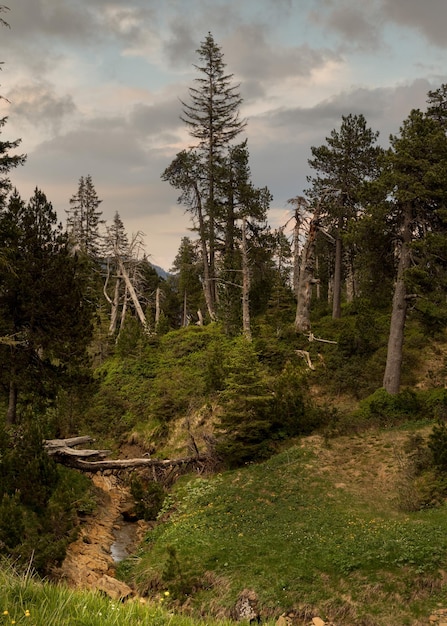 Landschaftliche Aussicht auf Bäume, die im Wald wachsen, gegen den bewölkten Himmel bei Sonnenuntergang