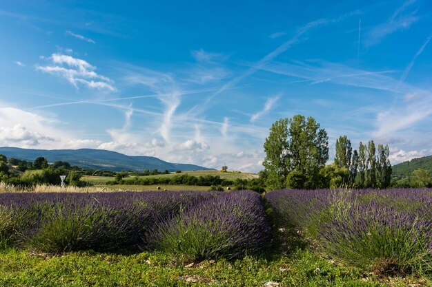 Foto landschaftliche aussicht auf das feld vor einem bewölkten himmel