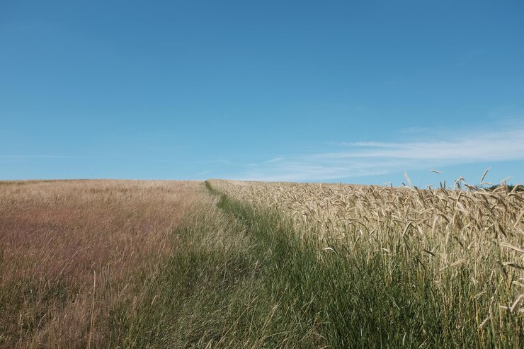 Foto landschaftliche aussicht auf das feld vor klarem blauem himmel
