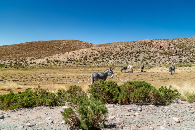 Foto landschaftliche aussicht auf das feld vor klarem blauem himmel