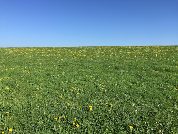 Landschaftliche Aussicht auf das Feld vor klarem blauem Himmel