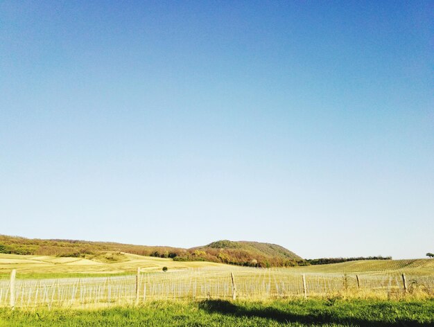 Landschaftliche Aussicht auf das Feld vor klarem blauen Himmel