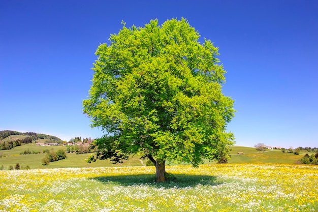 Foto landschaftliche aussicht auf das feld vor klarem blauen himmel