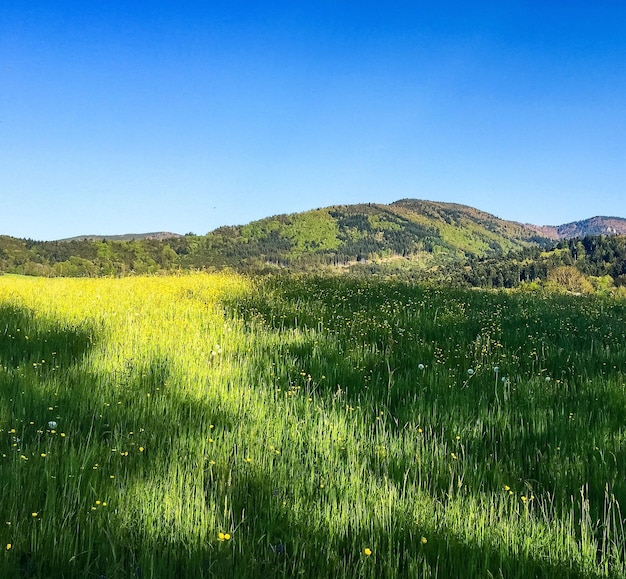 Landschaftliche Aussicht auf das Feld vor klarem Himmel