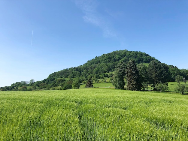 Landschaftliche Aussicht auf das Feld vor klarem Himmel