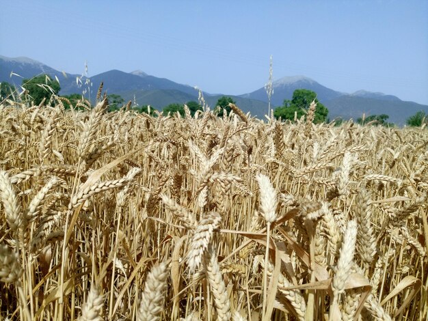 Landschaftliche Aussicht auf das Feld vor klarem Himmel