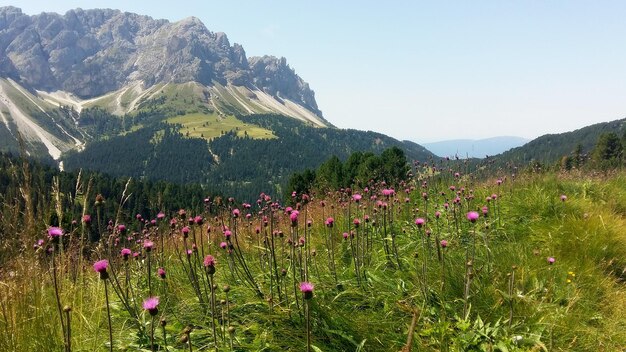 Foto landschaftliche aussicht auf das feld vor klarem himmel