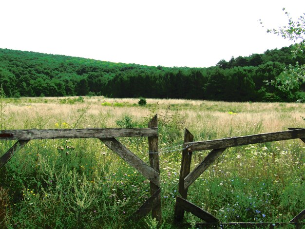 Foto landschaftliche aussicht auf das feld vor klarem himmel